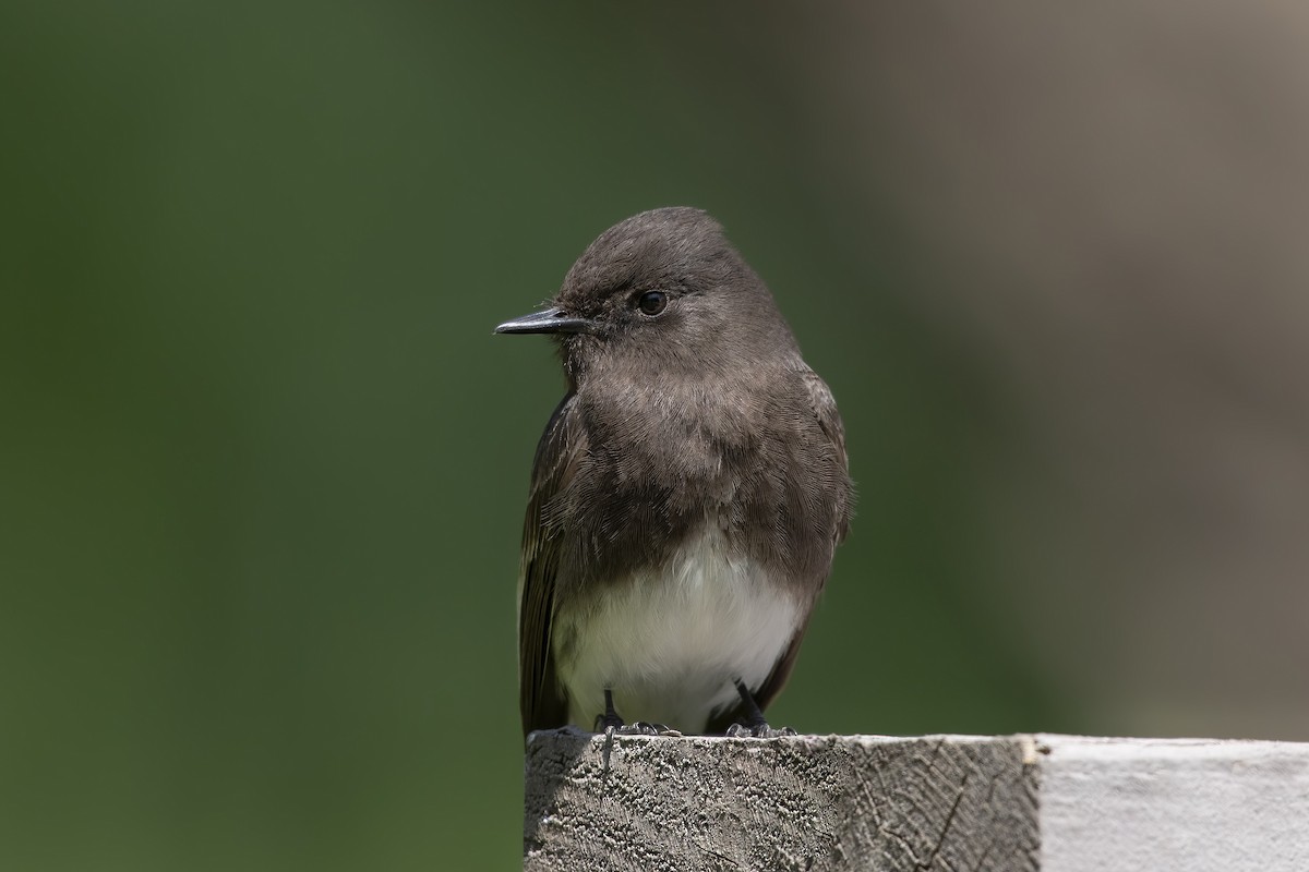 Black Phoebe - ML553634321