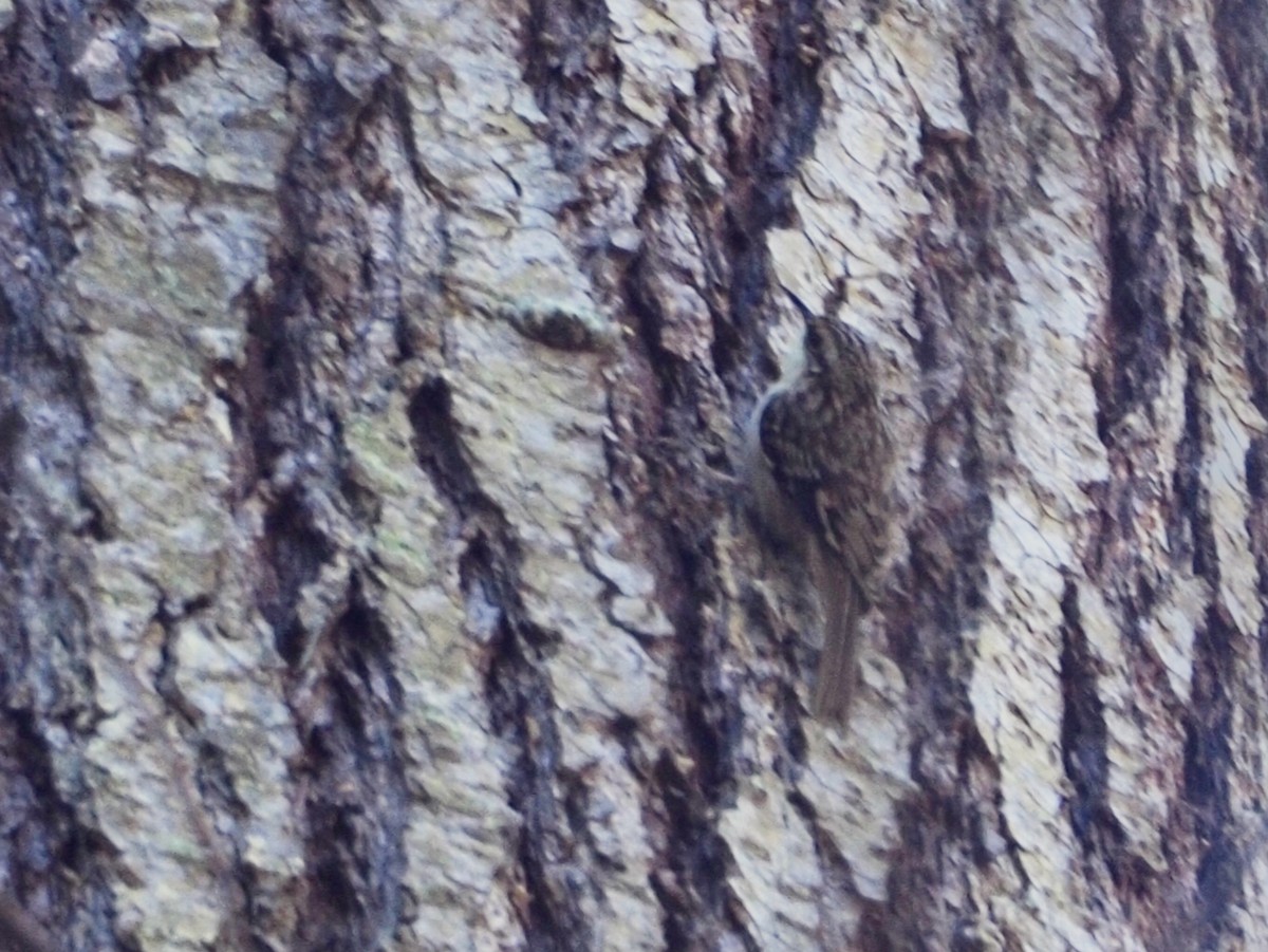 Brown Creeper - Wendy Feltham