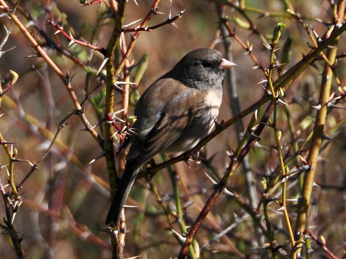 Dark-eyed Junco - ML553634871