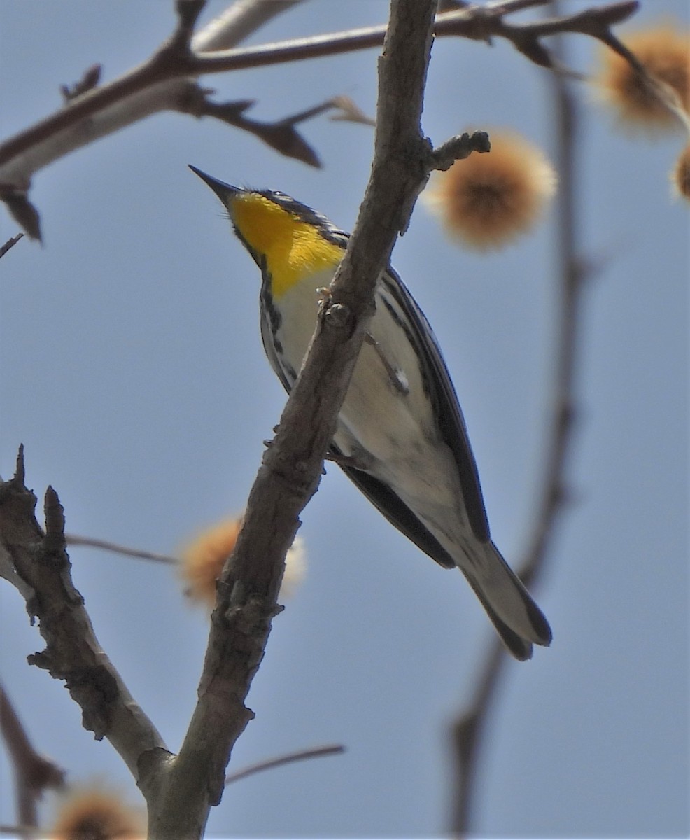 Paruline à gorge jaune - ML553635051