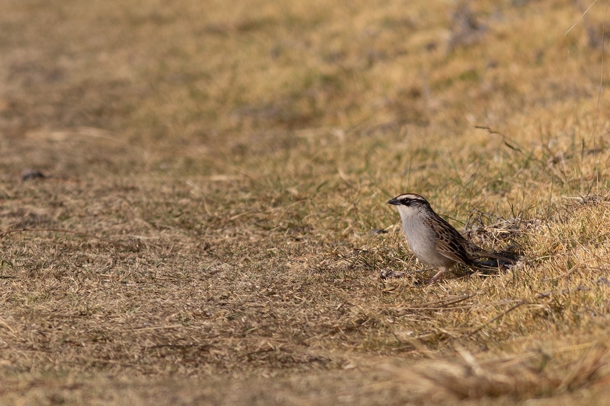 Striped Sparrow - ML553635091