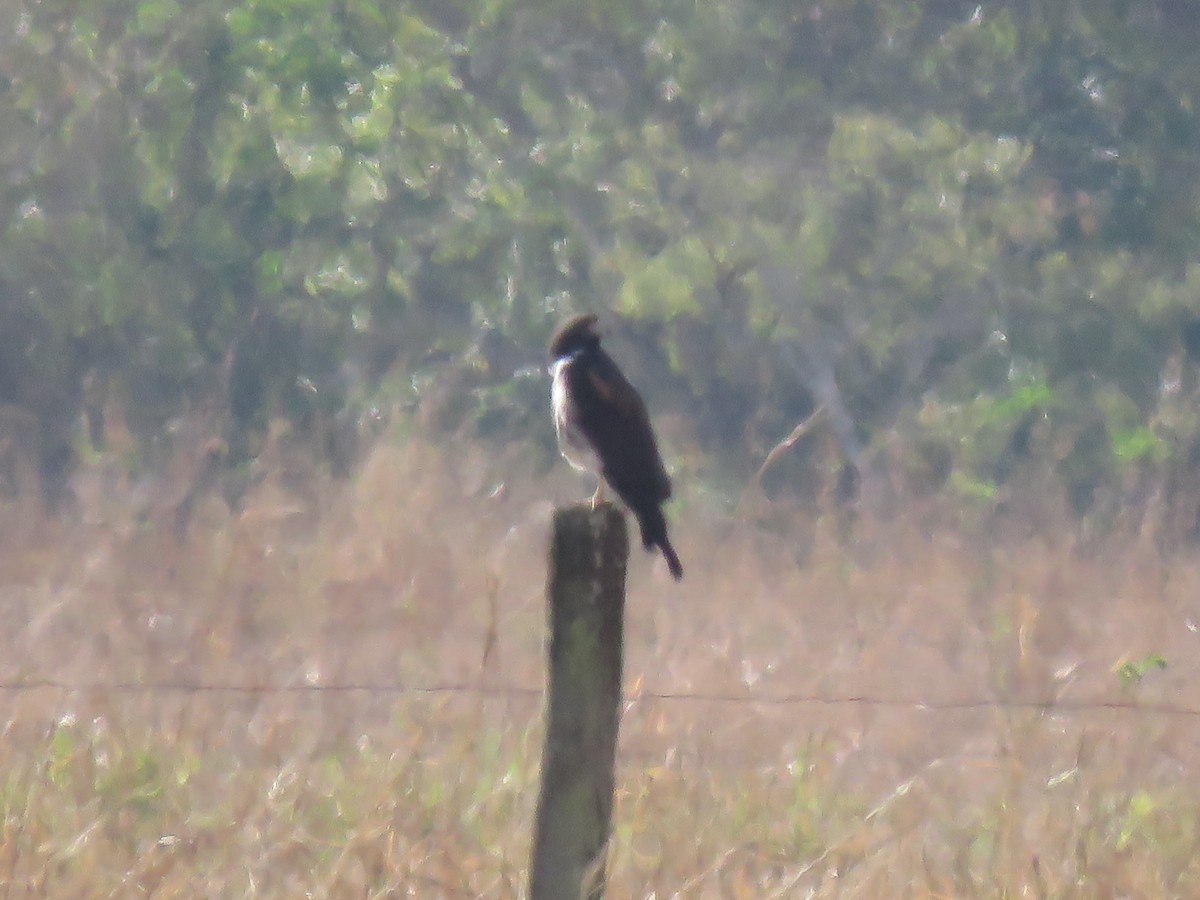 White-tailed Hawk - ML553635791