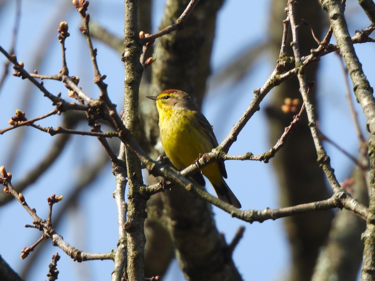 Paruline à couronne rousse - ML553635871