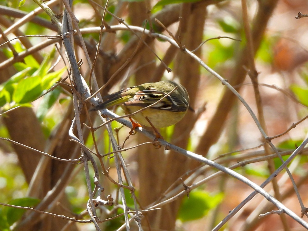 Palm Warbler - ML553635881