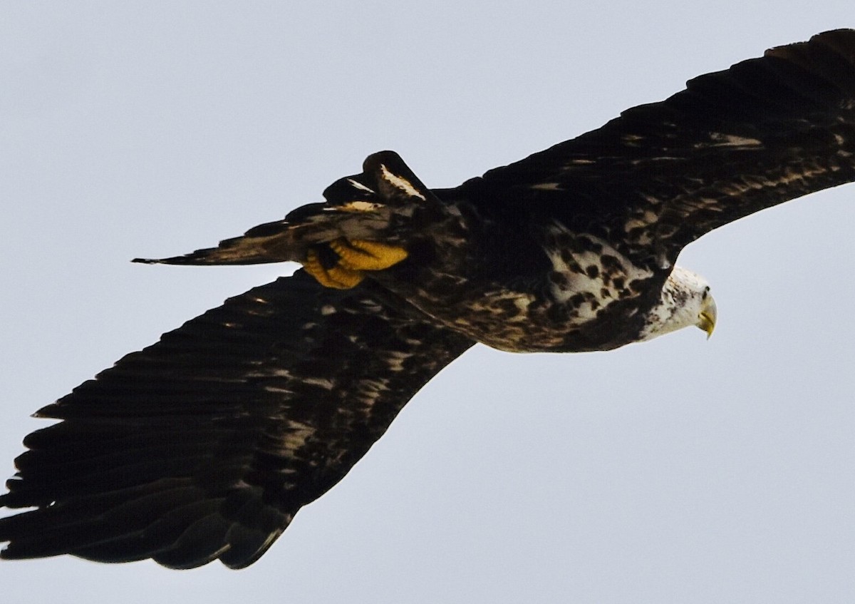 Bald Eagle - ML553636331