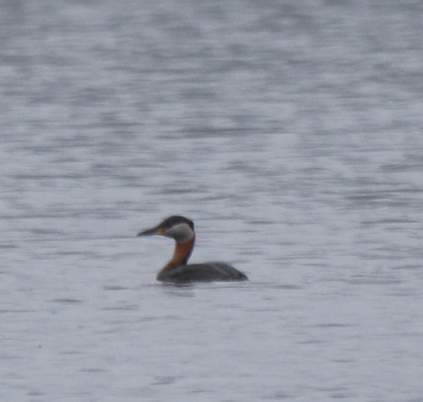 Red-necked Grebe - ML55363761