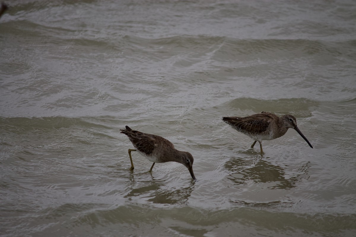 Bécassin roux ou B. à long bec - ML553637631