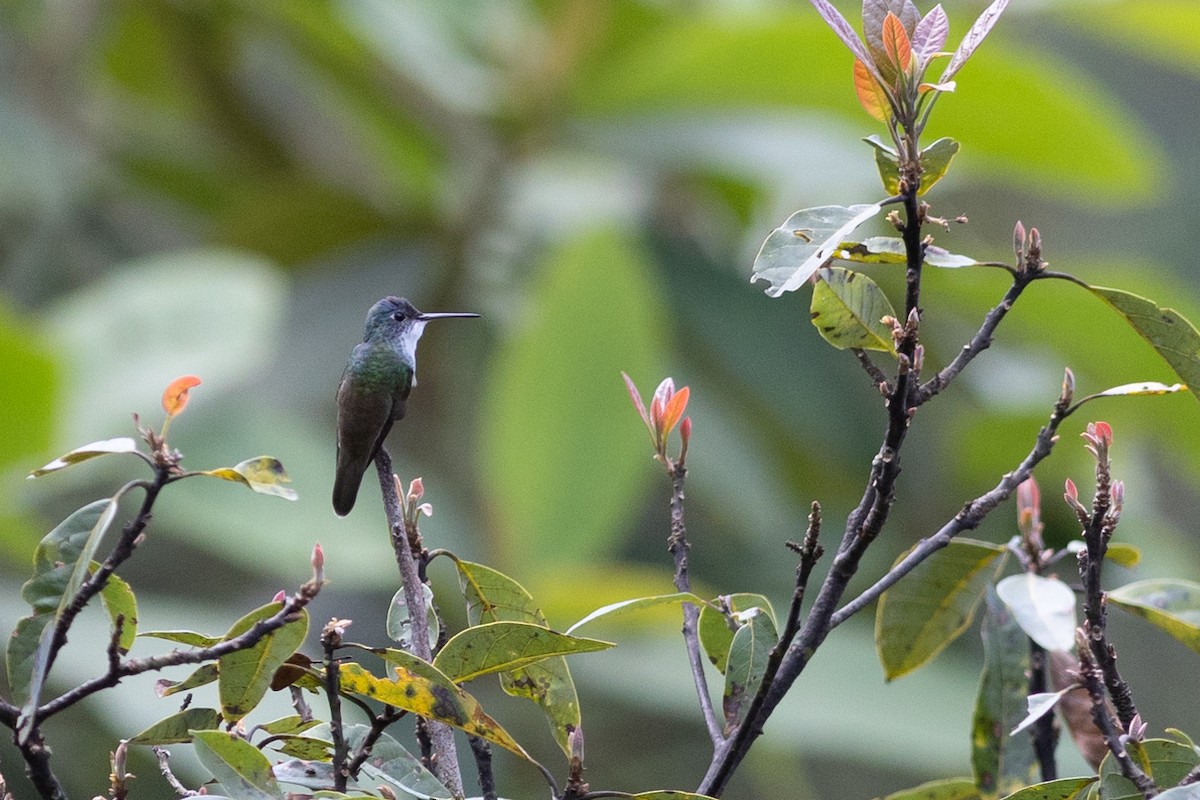 Azure-crowned Hummingbird - Andrew Dreelin