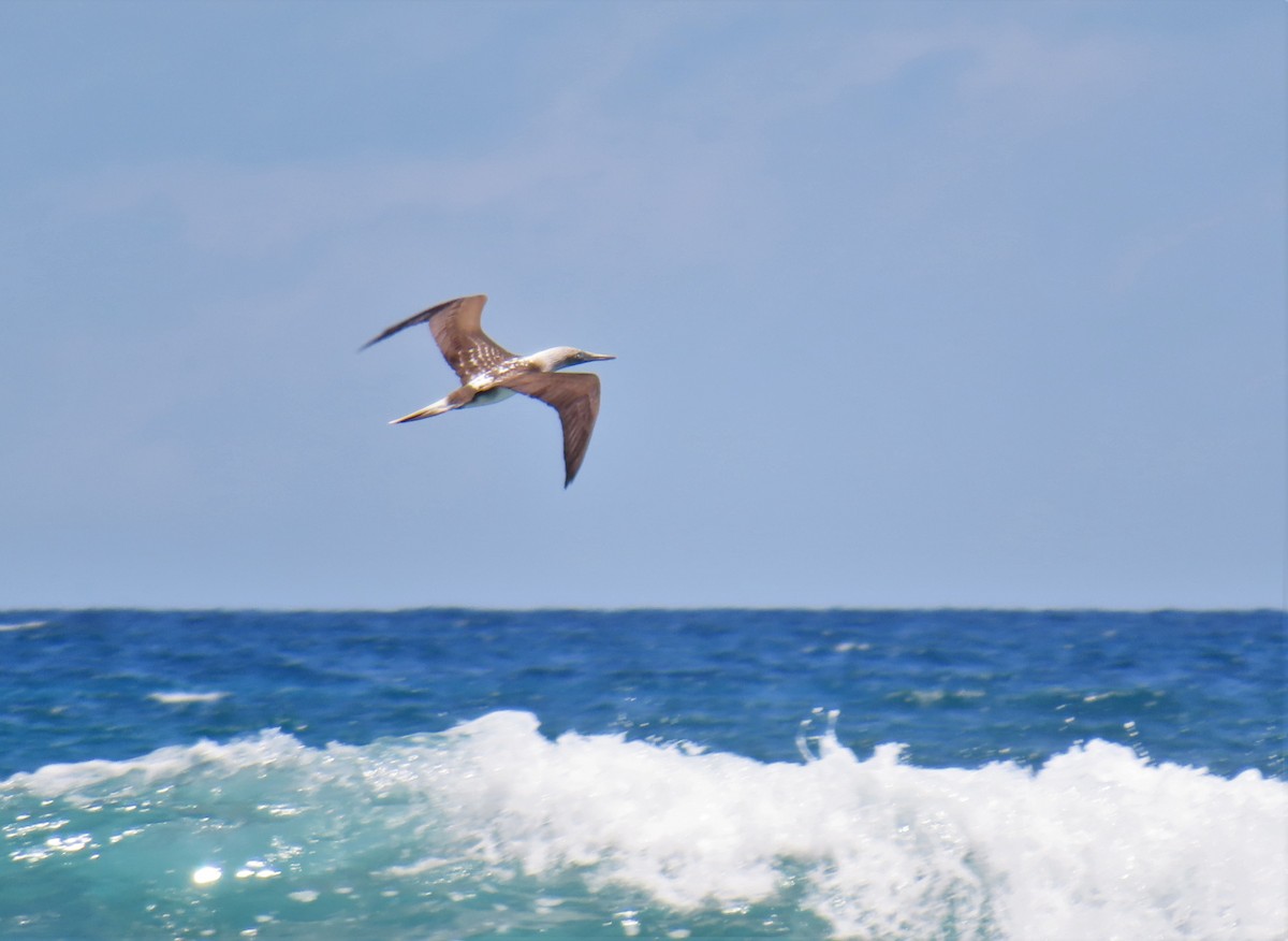 Blue-footed Booby - ML553637721