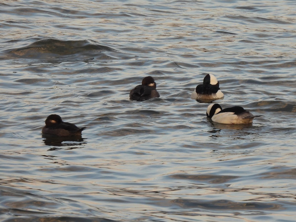 Bufflehead - Jennifer Wilson-Pines