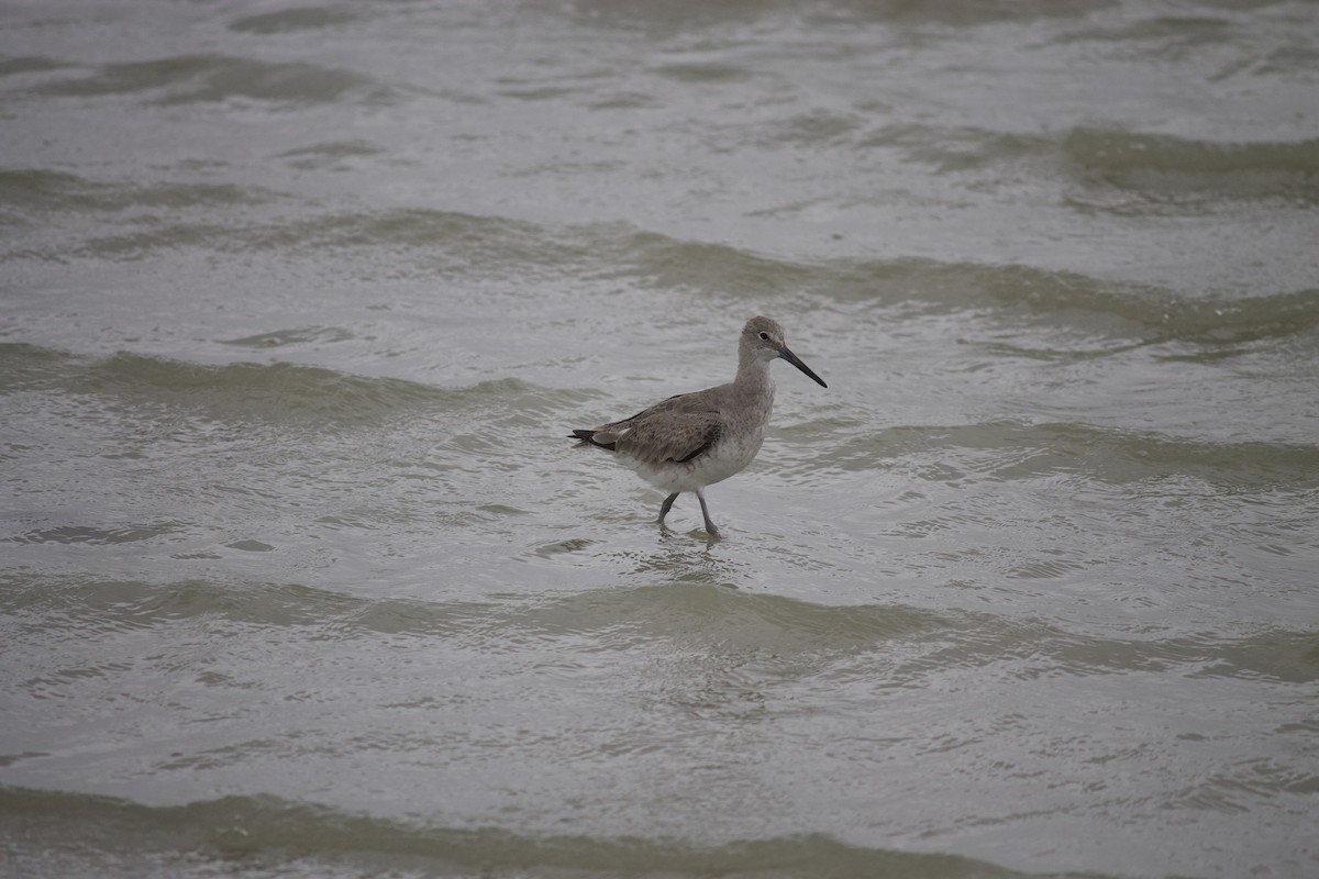 Chevalier semipalmé - ML553638371