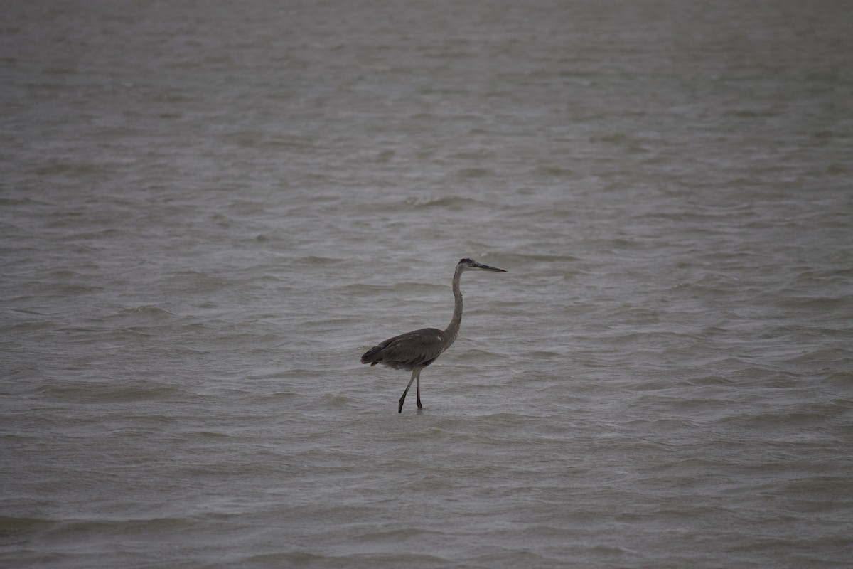 Grand Héron - ML553638701