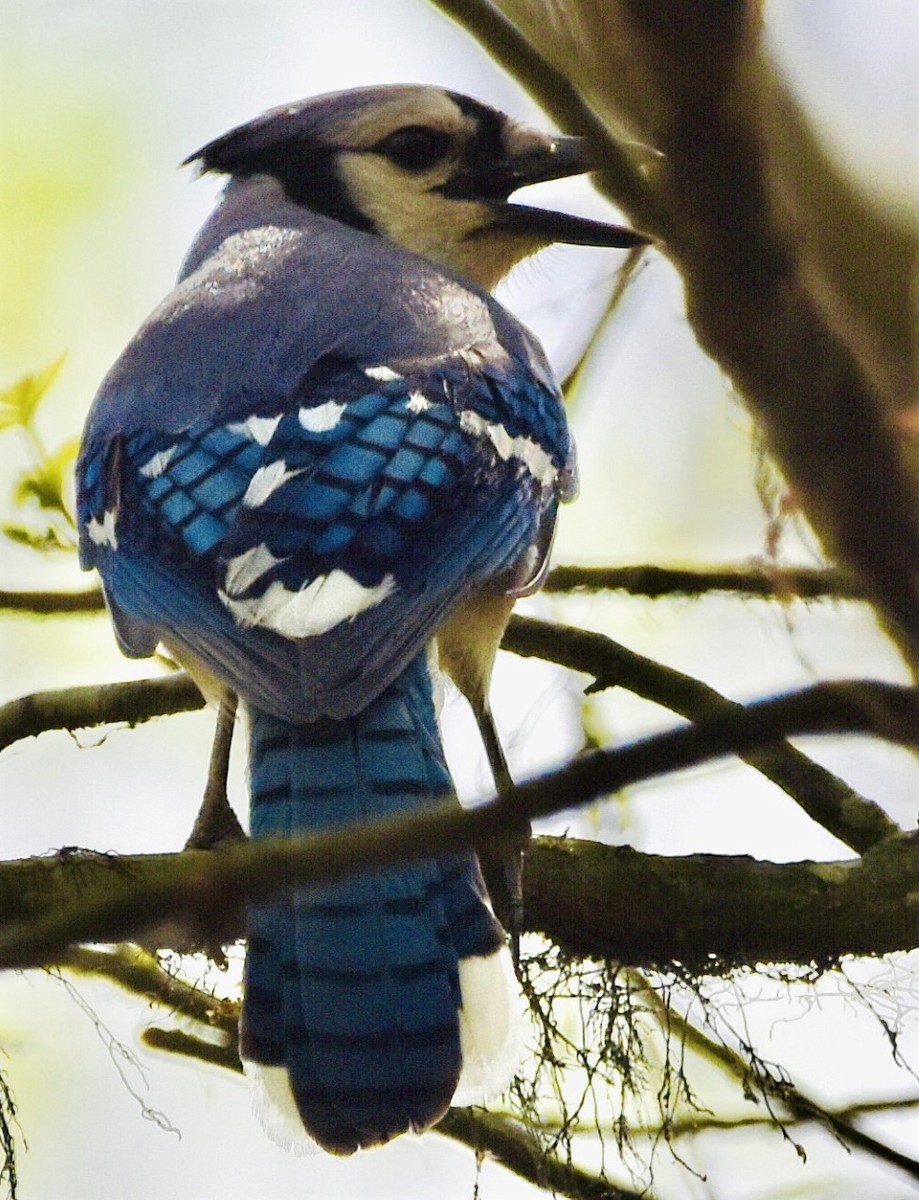 Blue Jay - Jason C. Martin