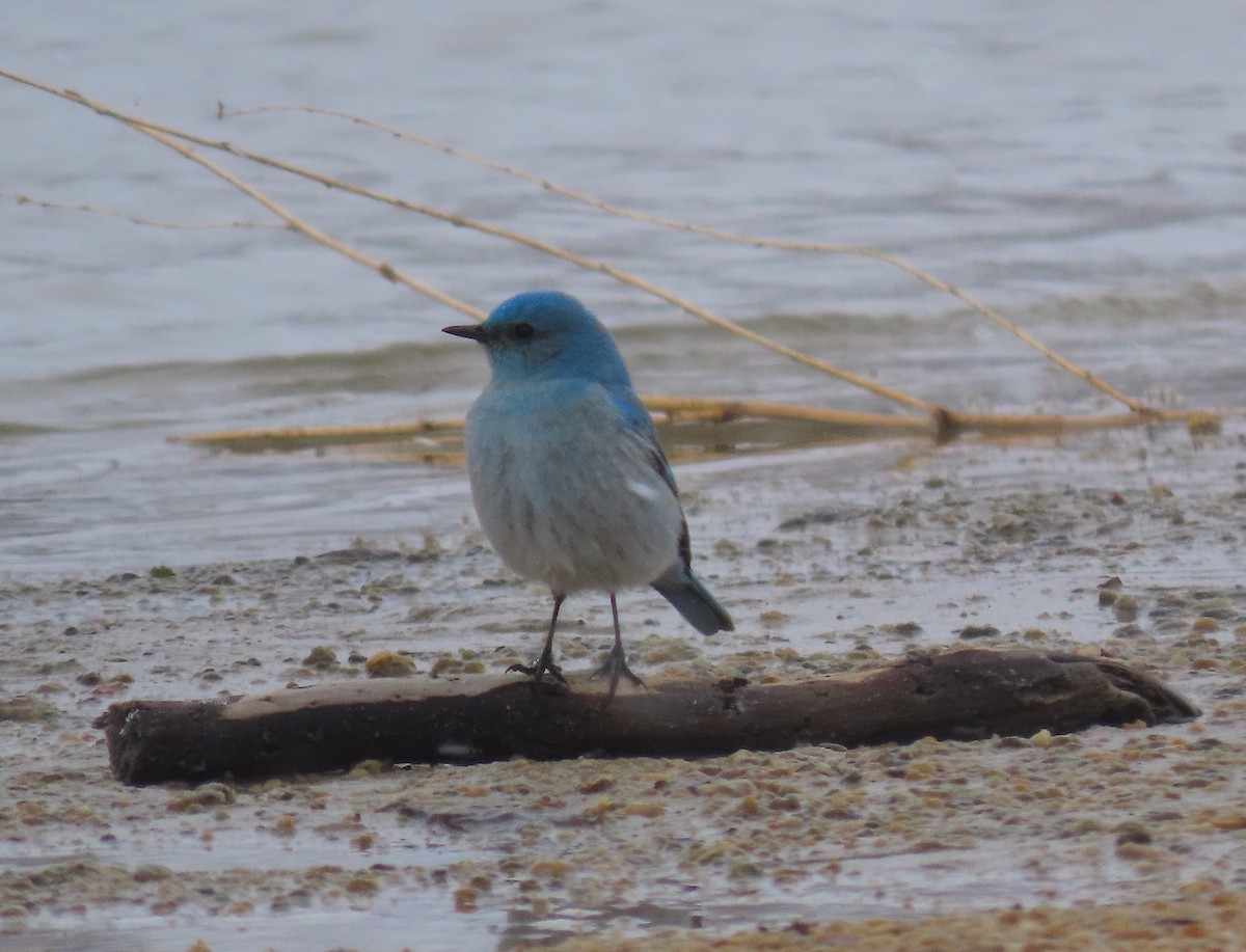 Mountain Bluebird - ML553639121