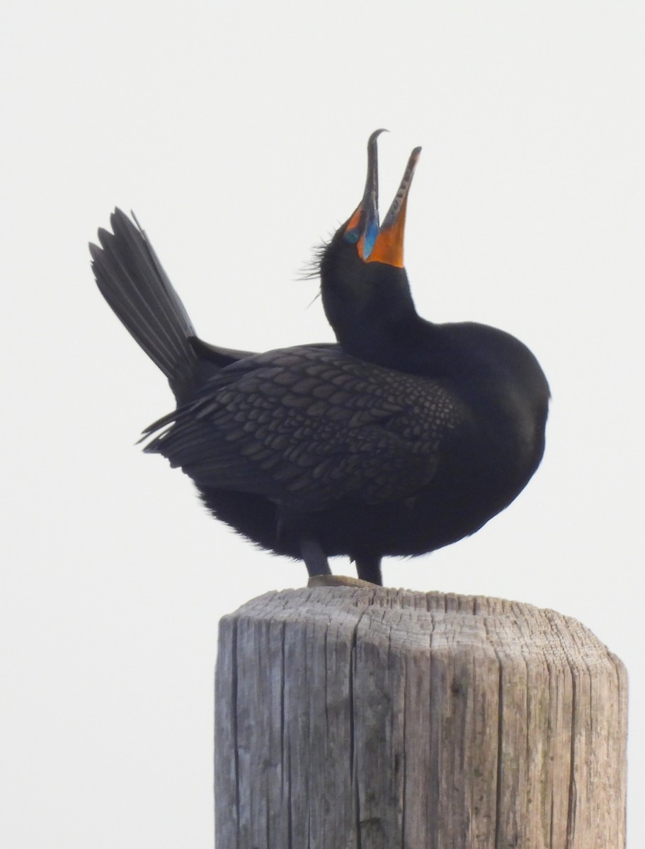 Double-crested Cormorant - ML553639151