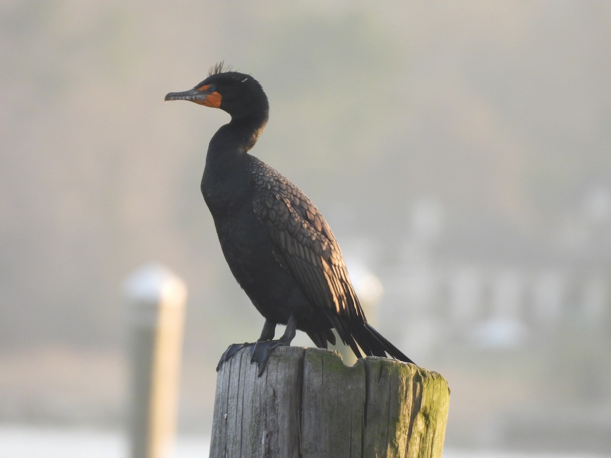 Double-crested Cormorant - ML553639191