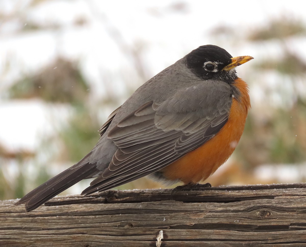 American Robin - ML553639201