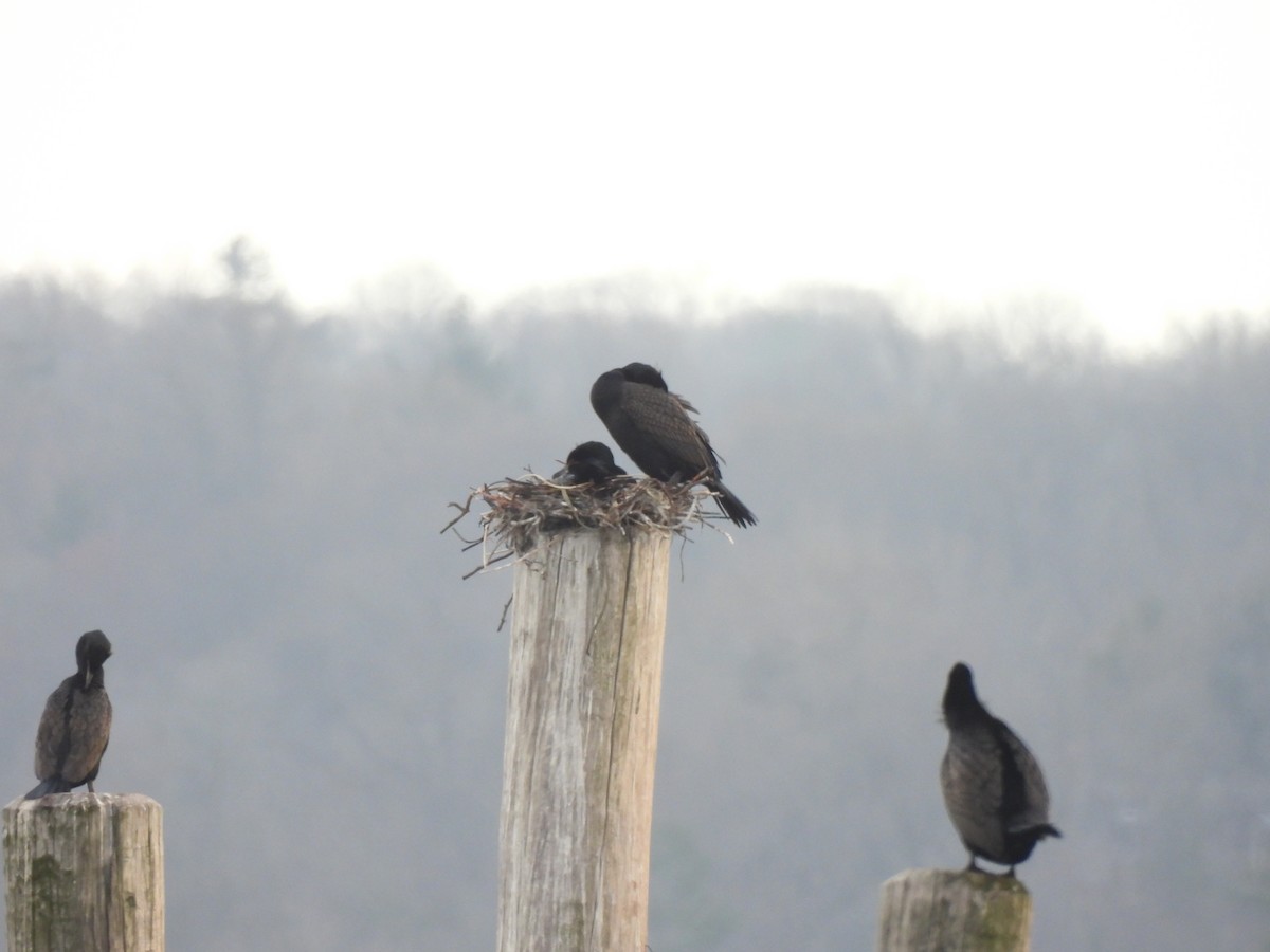 Double-crested Cormorant - ML553639611