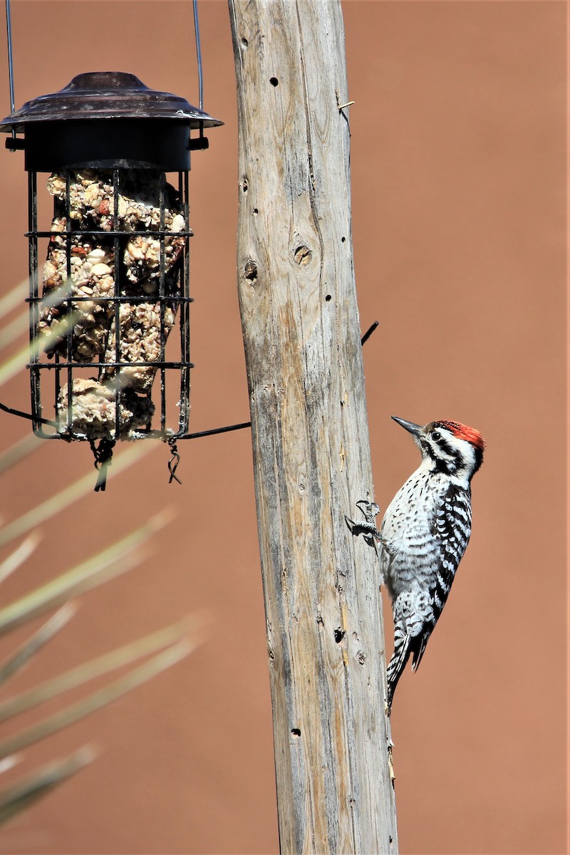 Ladder-backed Woodpecker - ML553640091