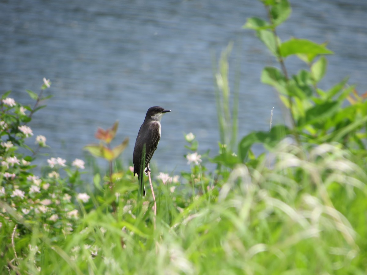Eastern Kingbird - Anna Wittmer
