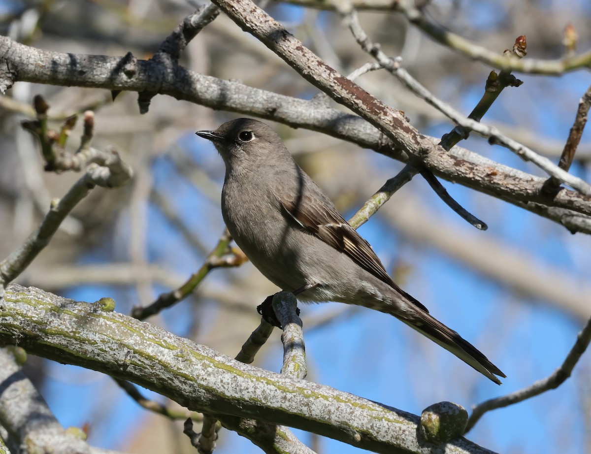Townsend's Solitaire - ML553640941