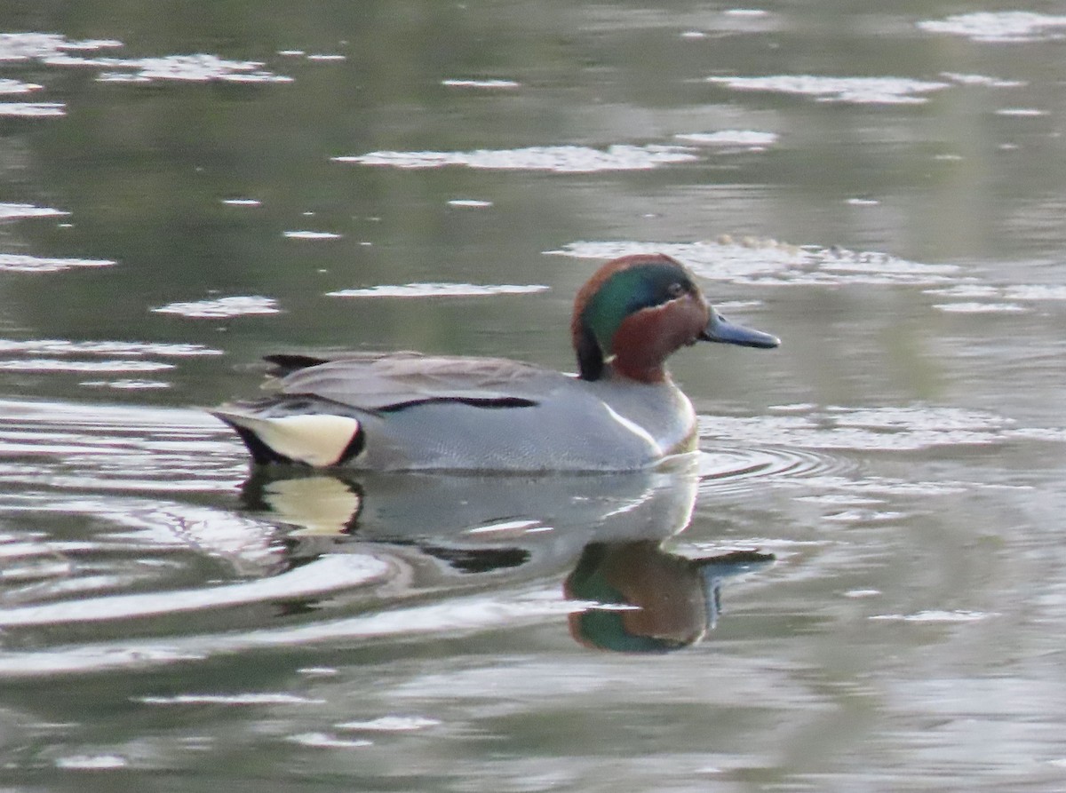 Green-winged Teal - ML553640961