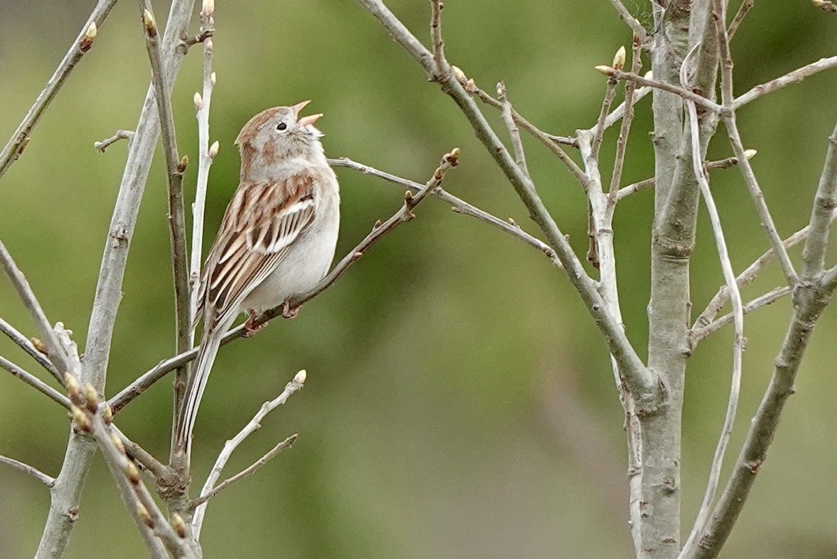Field Sparrow - ML553641051