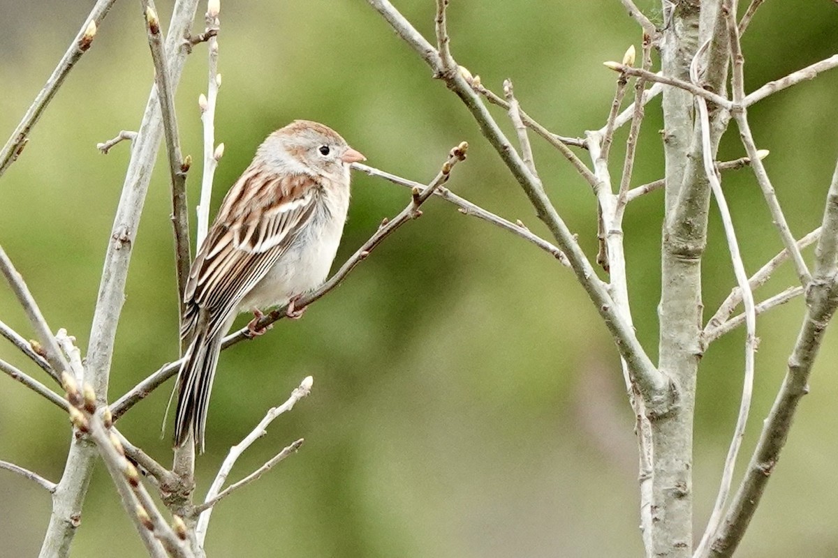 Field Sparrow - ML553641091