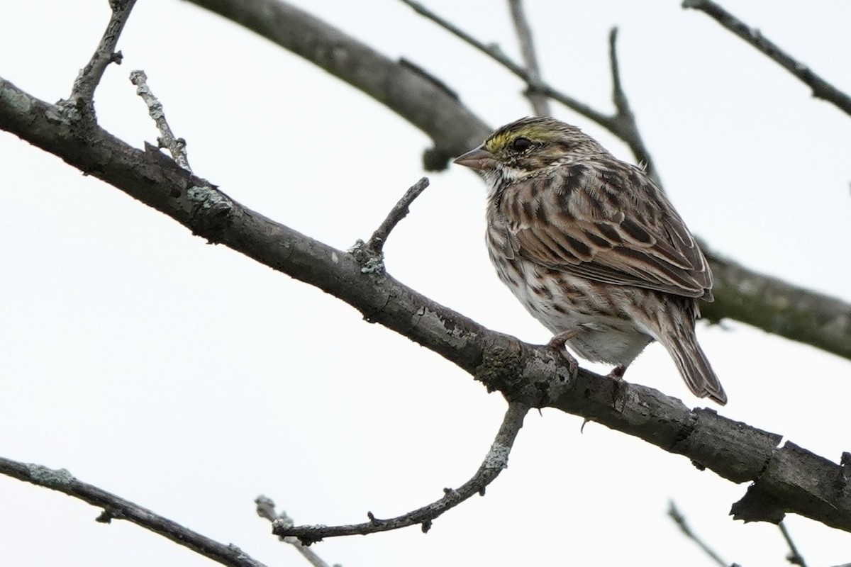 Savannah Sparrow - ML553641541