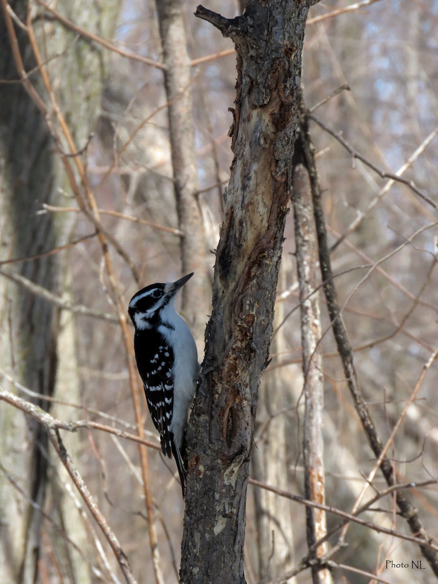 Hairy Woodpecker - Nathalie L. COHL 🕊