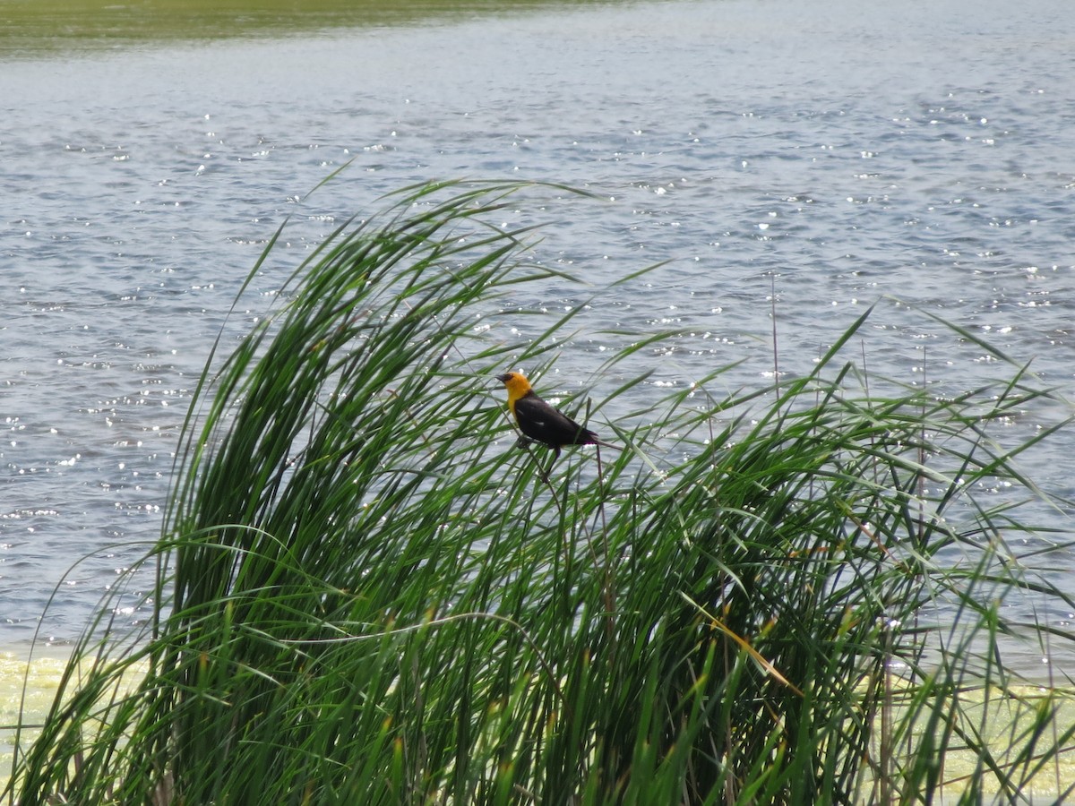 Brillenstärling - ML553642311