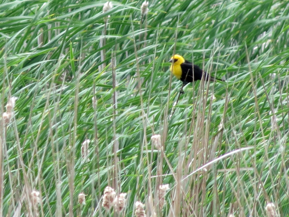 Brillenstärling - ML553642321