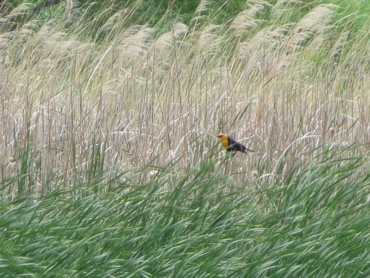 Brillenstärling - ML553642331