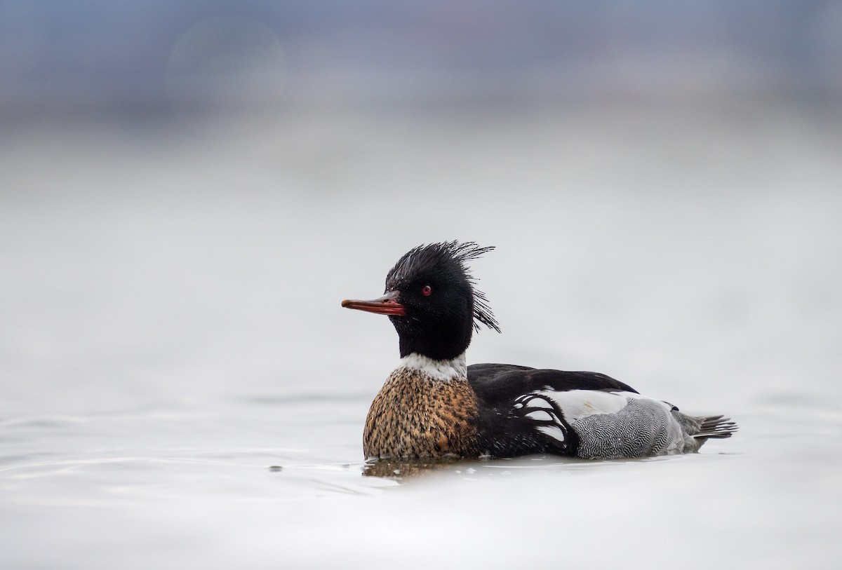 Red-breasted Merganser - ML553642371