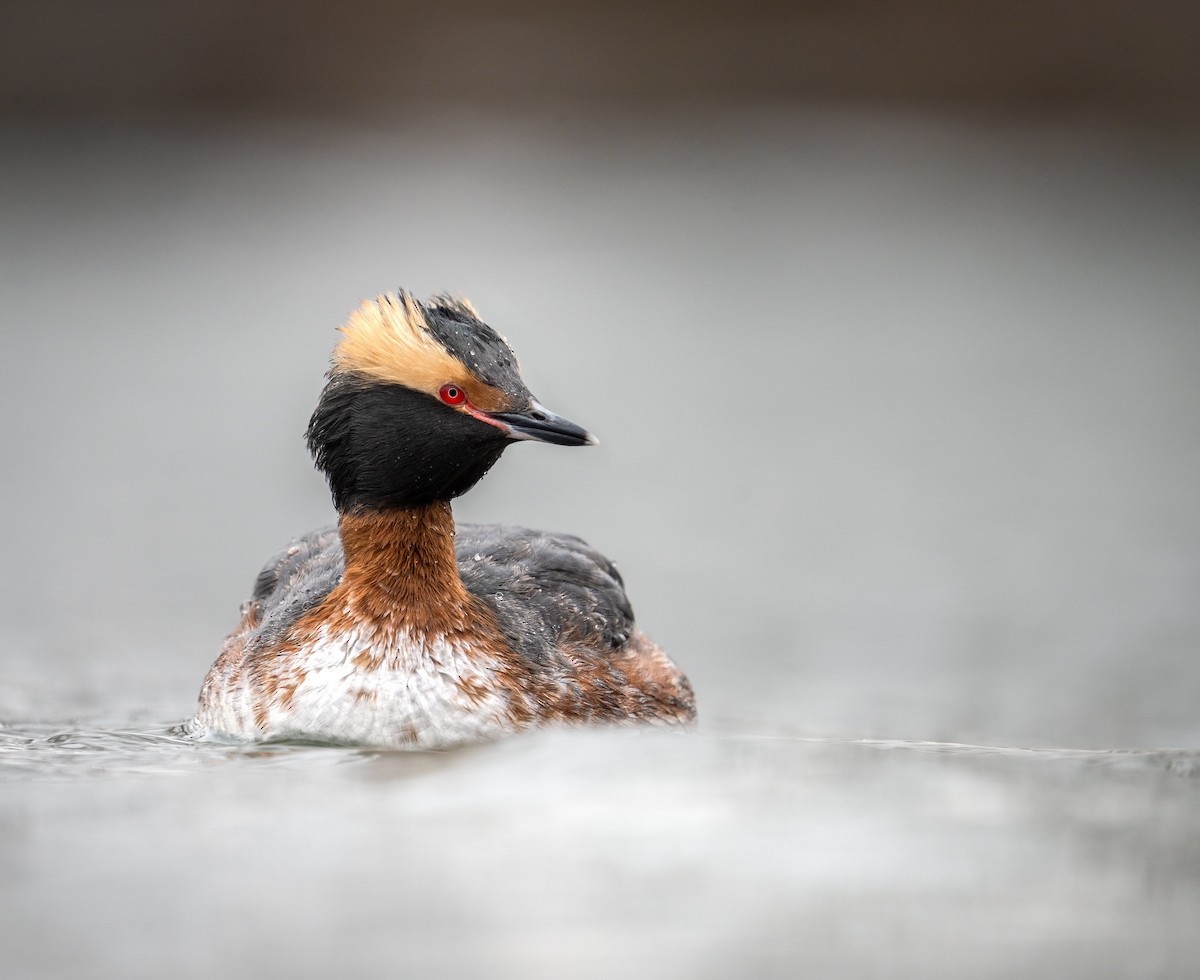 Horned Grebe - ML553642381