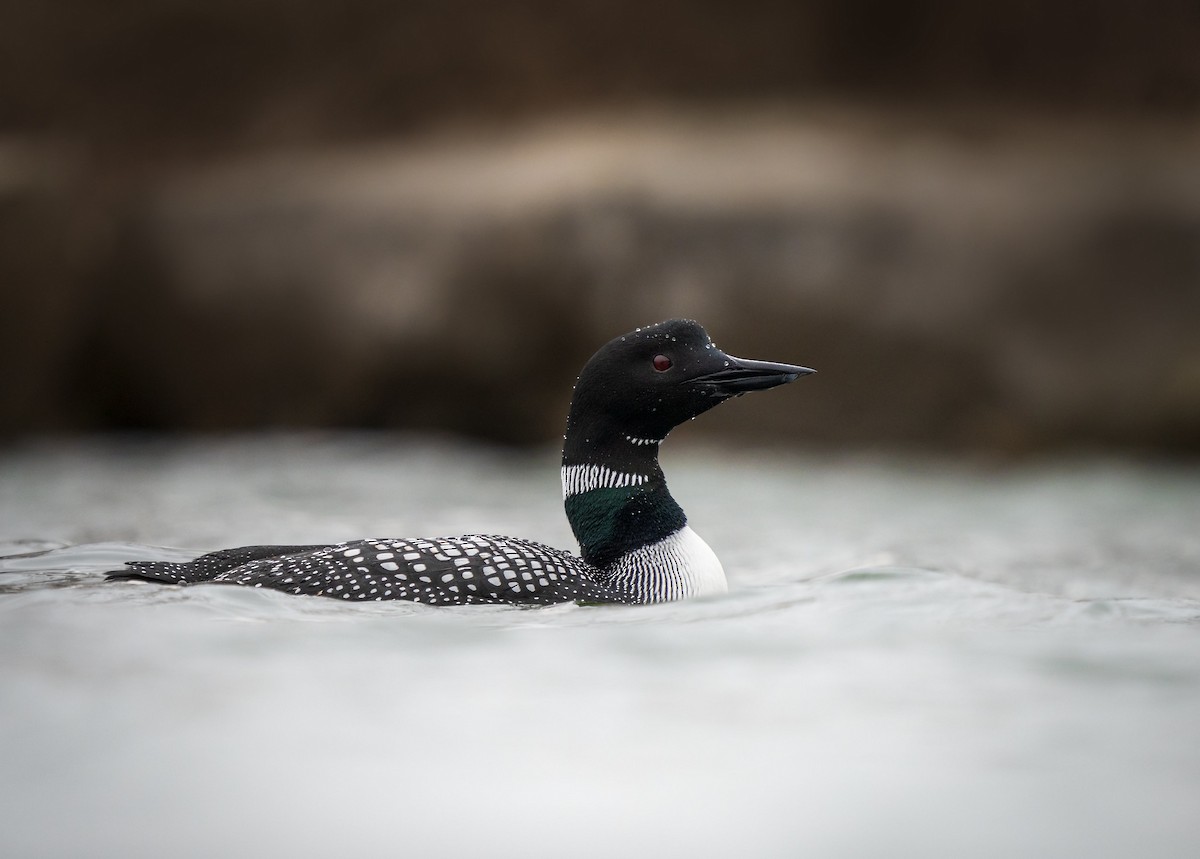 Common Loon - ML553642411