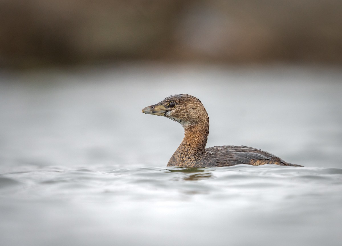 Pied-billed Grebe - ML553642461