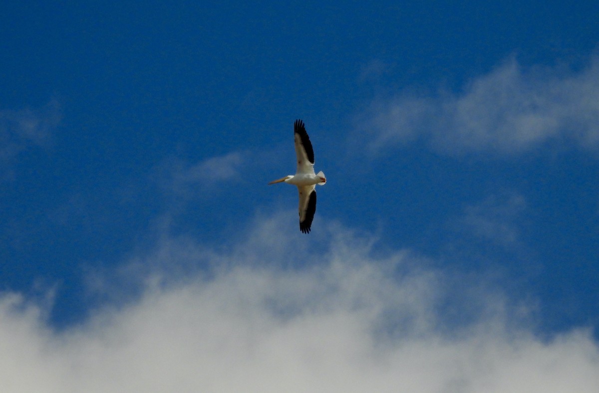 American White Pelican - ML553642541