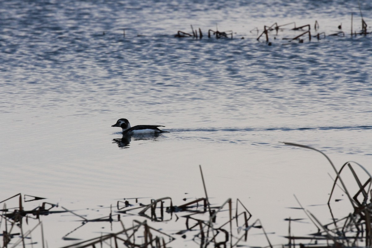 長尾鴨 - ML55364261