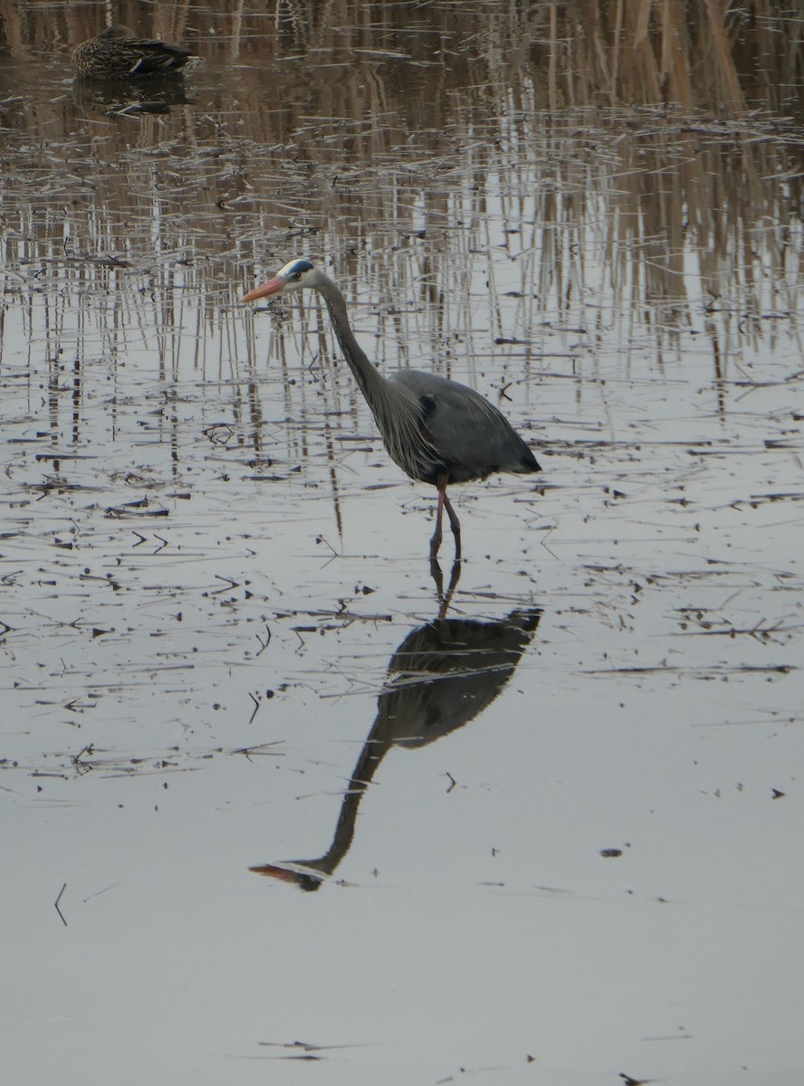 Garza Azulada - ML553642861