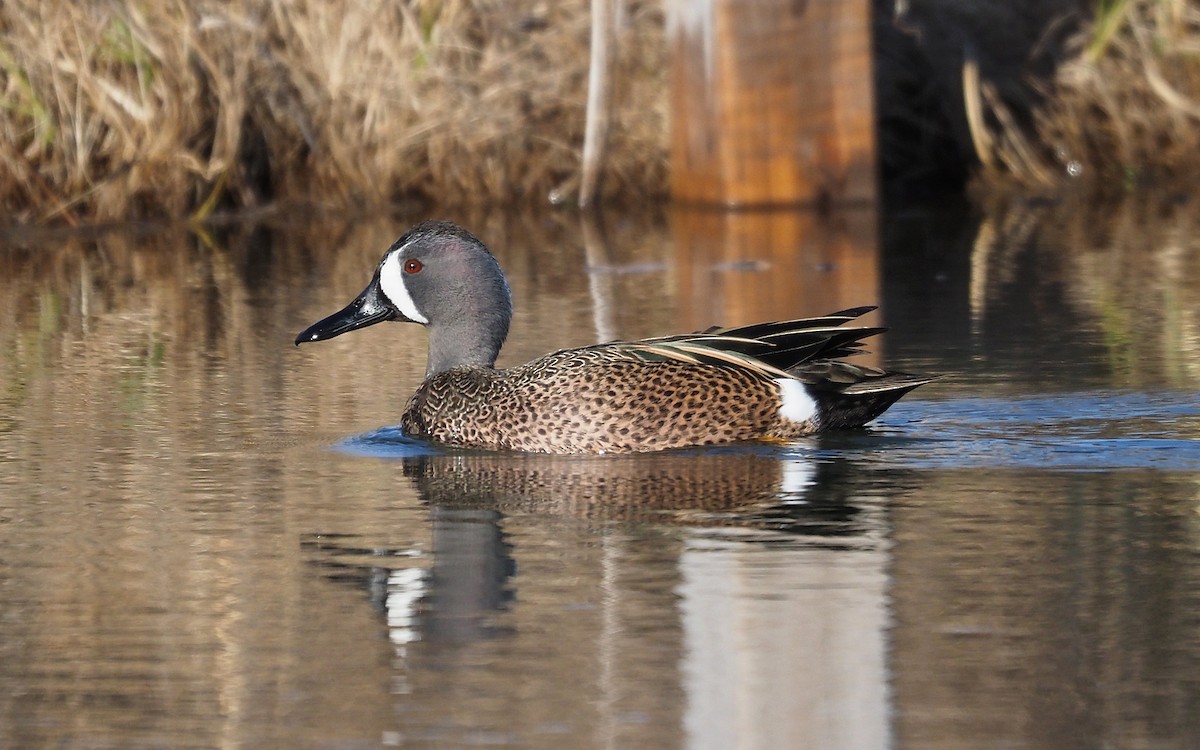 Blue-winged Teal - Gordon Johnston