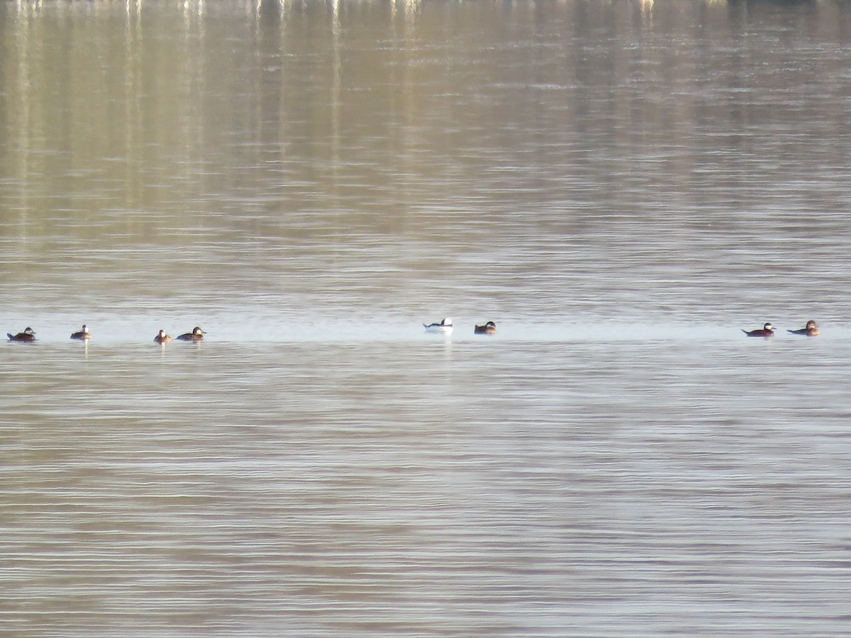 Bufflehead - ML553643641