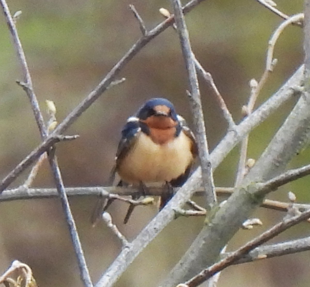 Barn Swallow - ML553643651