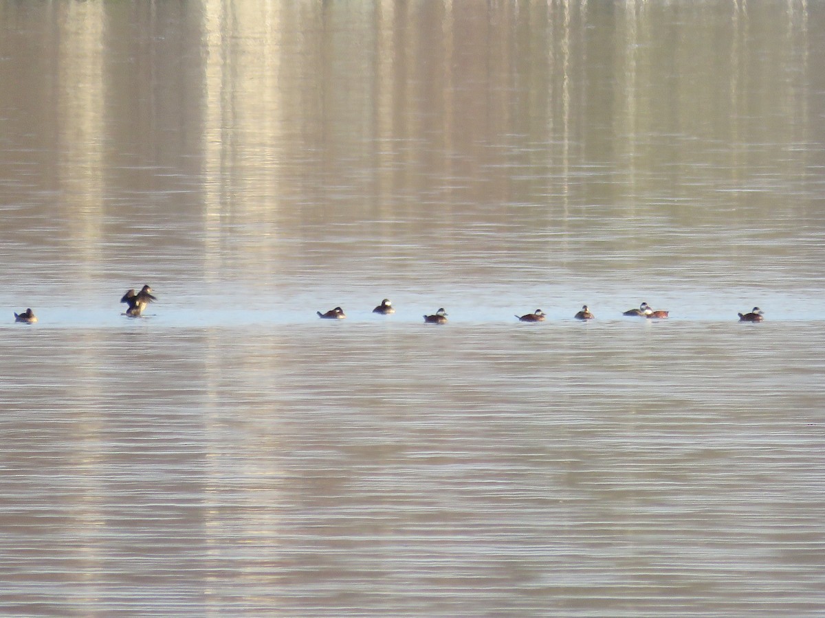 Ruddy Duck - ML553643721