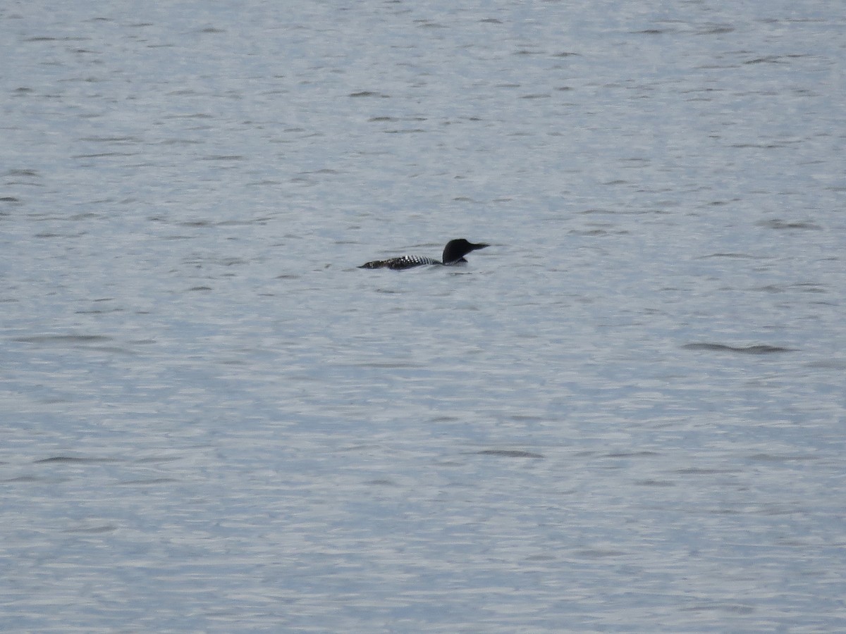 Common Loon - ML553643891