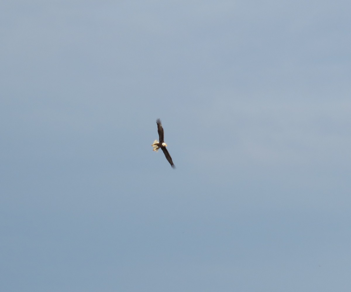 Bald Eagle - ML553644201