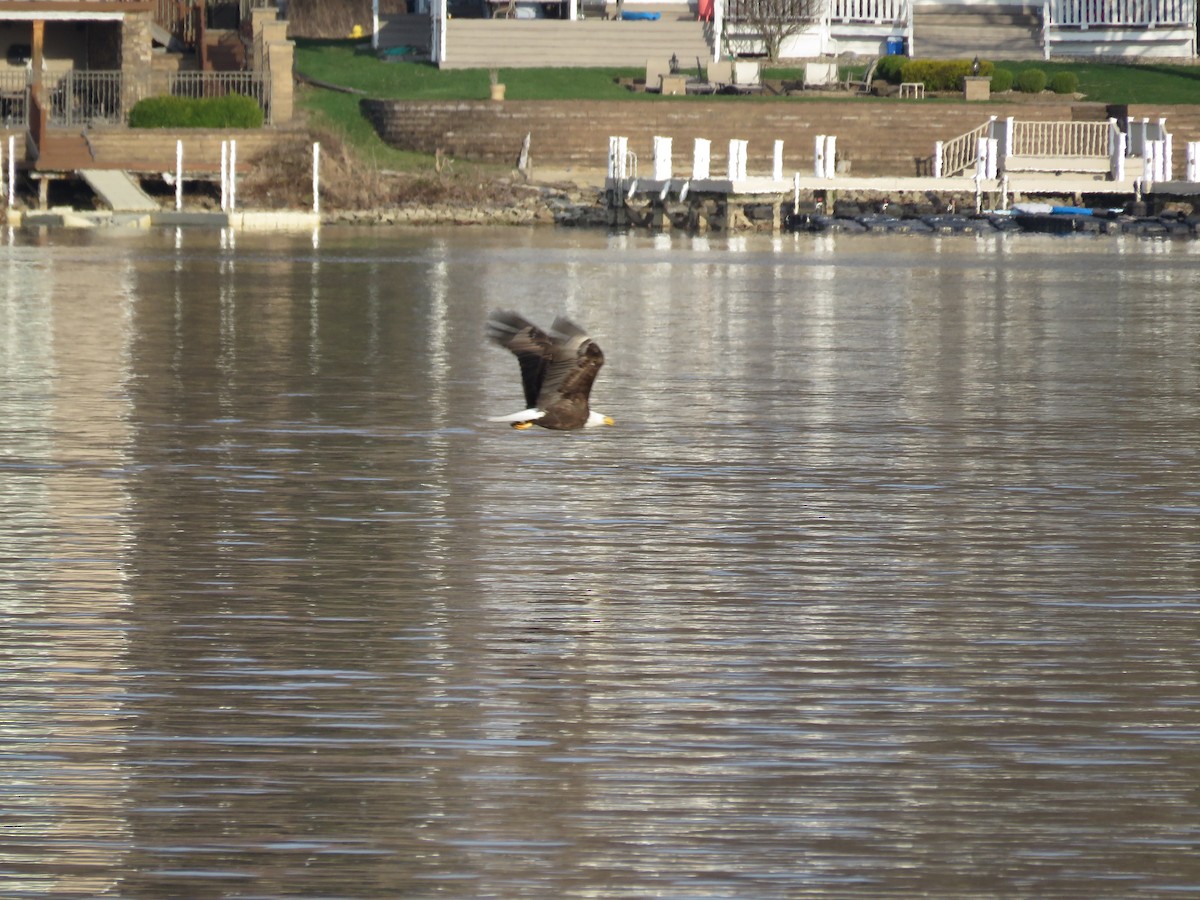 Bald Eagle - ML553644221