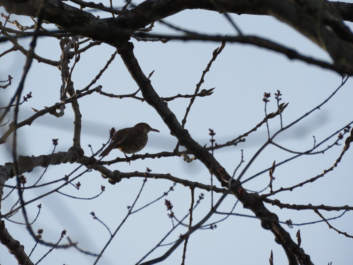 Brown Thrasher - ML553644281