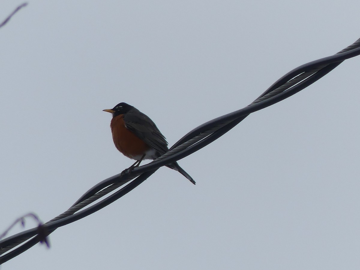 Дрізд мандрівний - ML553644491