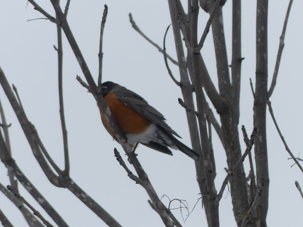 Дрізд мандрівний - ML553644511